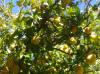de grootste en mooiste citroenen groeien in deze tuin