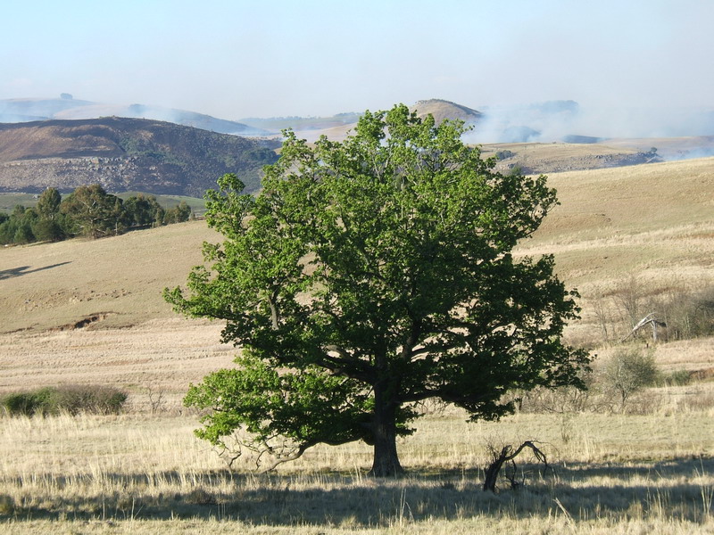 (Stam)boom in het Zuid-Afrikaanse Qubenga (Elliot)